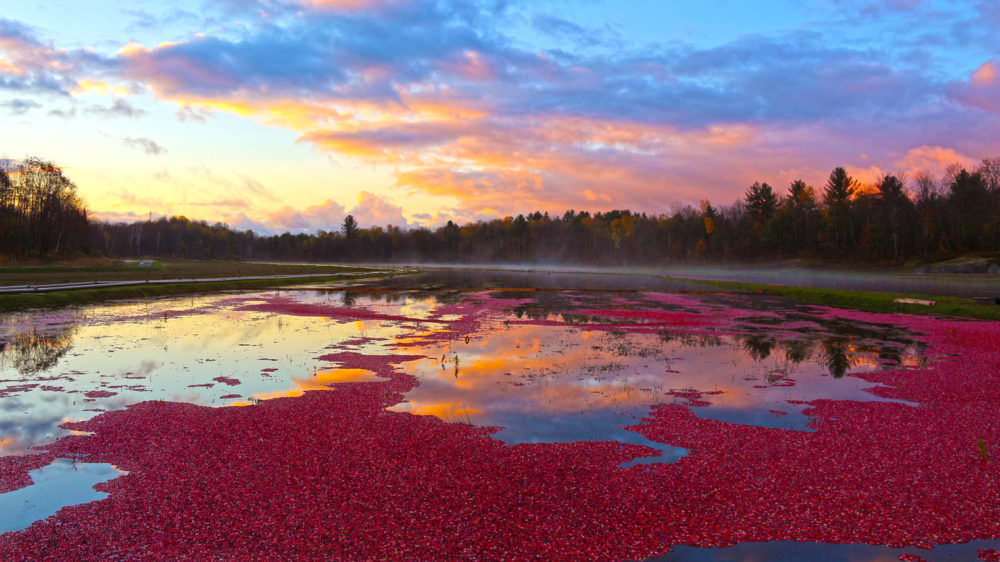 Image result for bala cranberry harvest