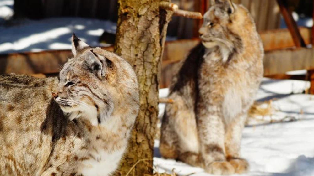 March Break Week Nature Tours at Aspen Valley Wildlife Sanctuary