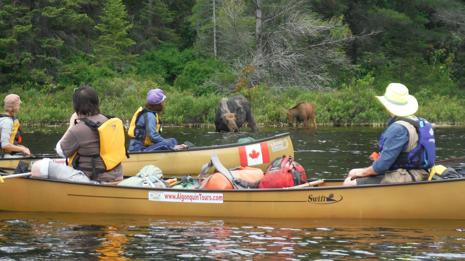 how to go to algonquin park from toronto