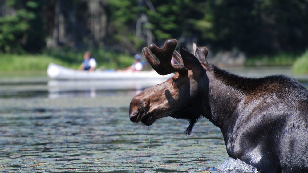 Arowhon Pines Resort in Algonquin Park