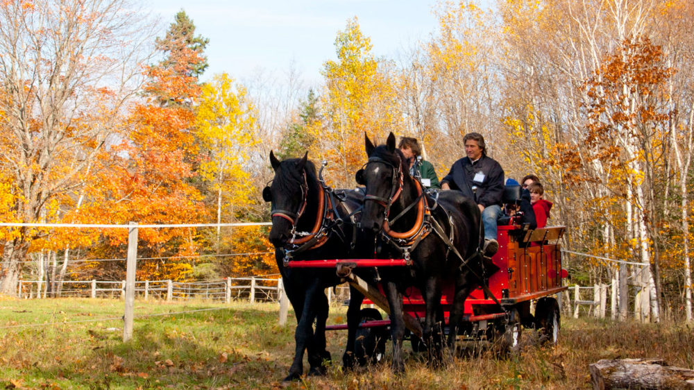 Back of Beyond Equine Centre