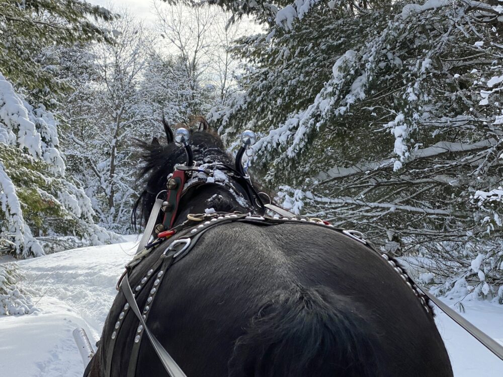 Take a Magical Sleigh Ride Through a Winter Wonderland
