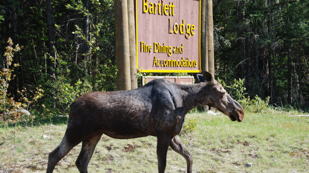 Take a Boat Ride to an Unforgettable Dinner in Algonquin Park