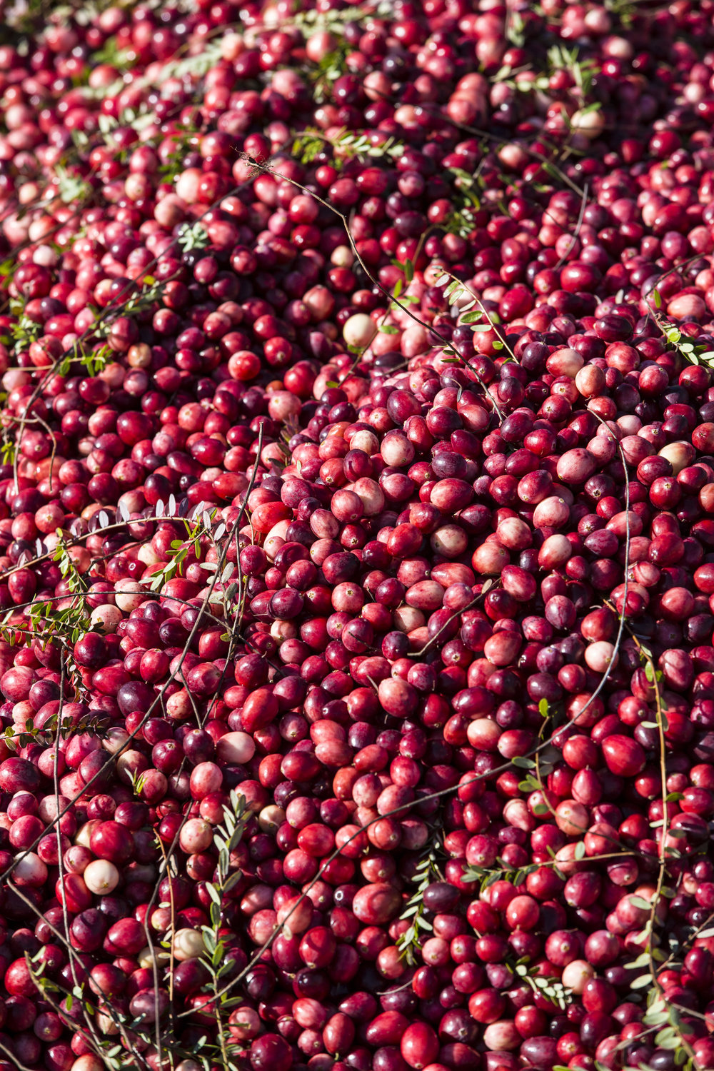 Muskoka Cranberry Route: The Cranberry Capital of Ontario