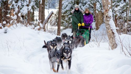 Dog Sledding Through The Wintry Muskoka Forest