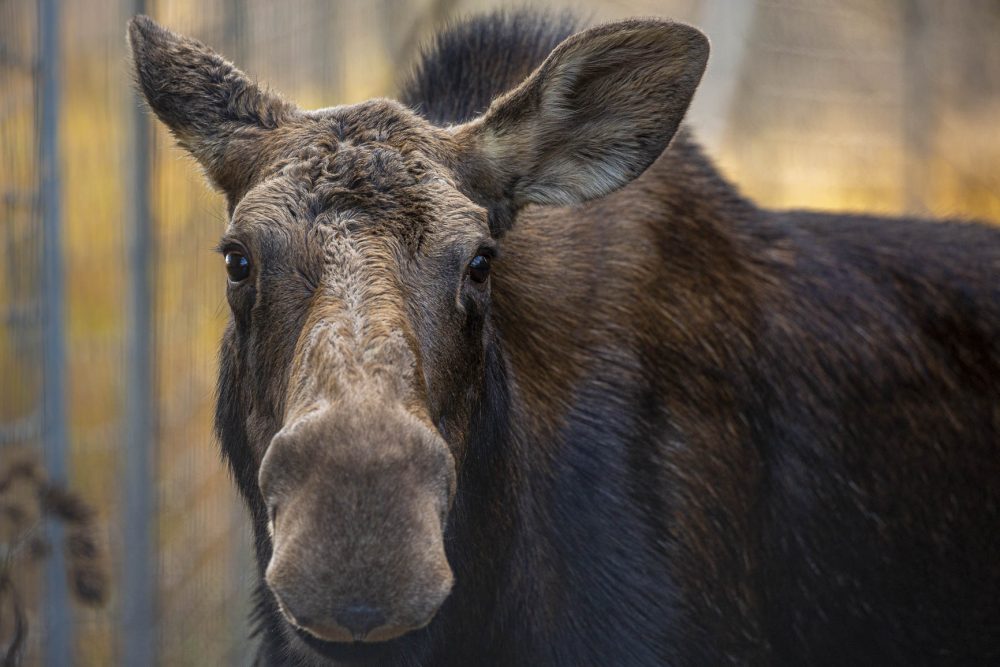 March Break Week Nature Tours at Aspen Valley Wildlife Sanctuary