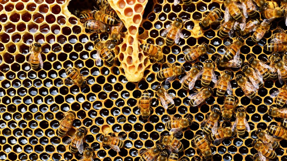 Honey Bee Village