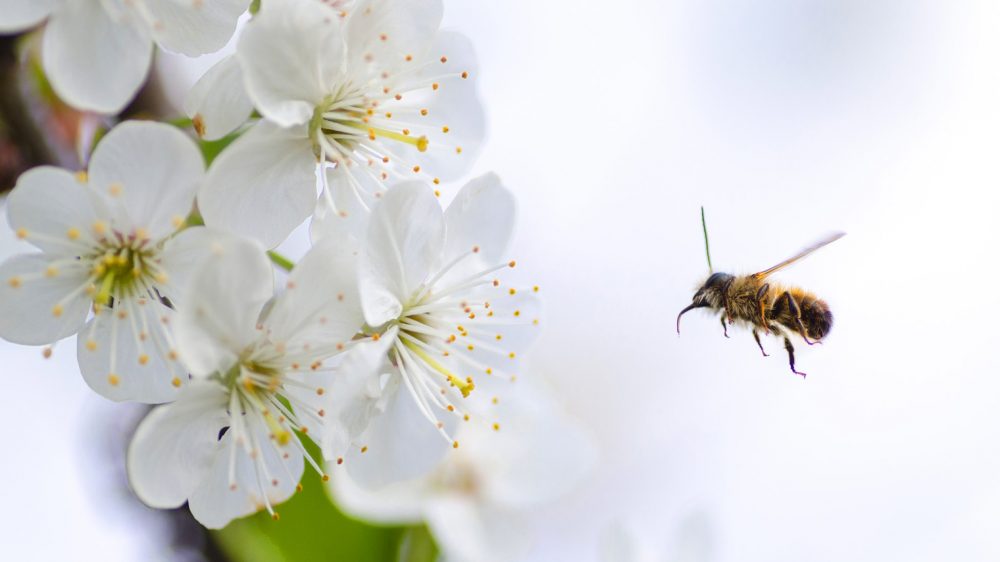 Honey bee - Love moves in mysterious way