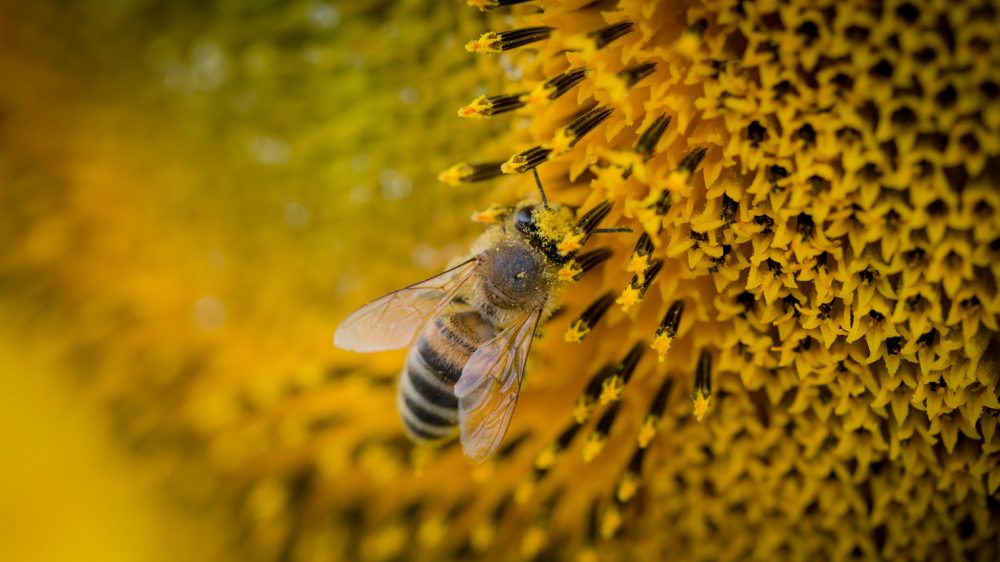 Honey bee dating