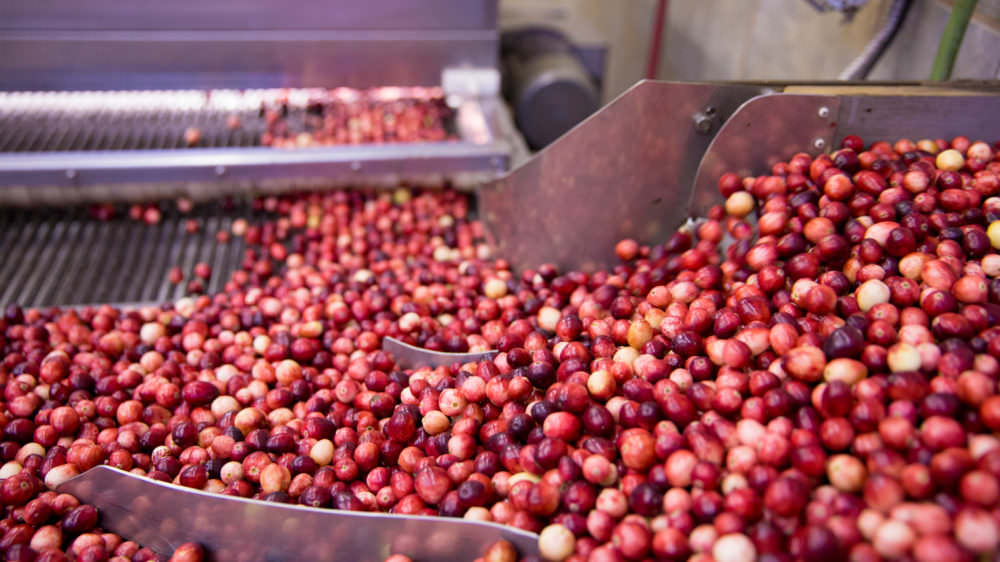Bala Cranberry Festival