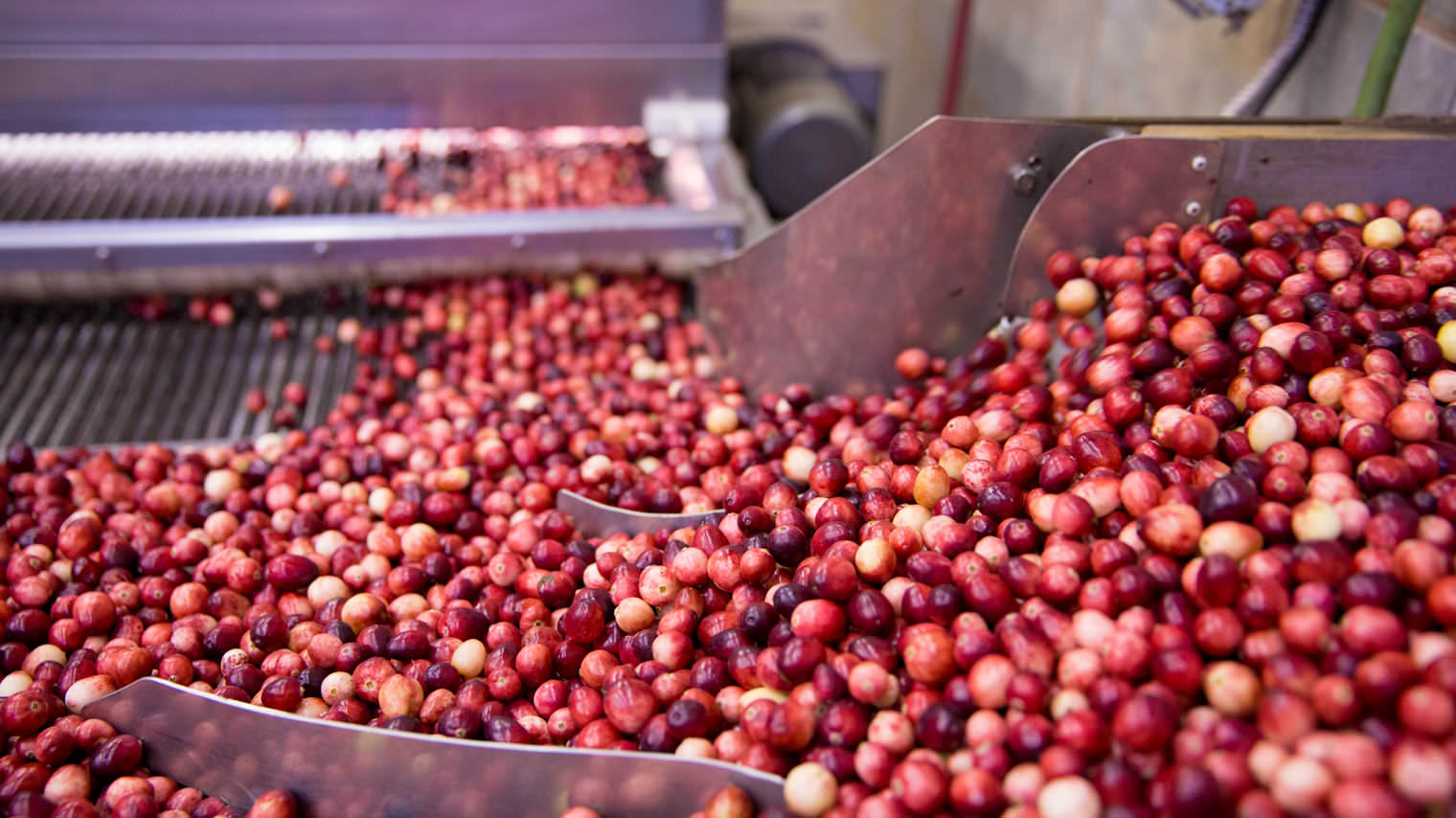 Bala Cranberry Festival