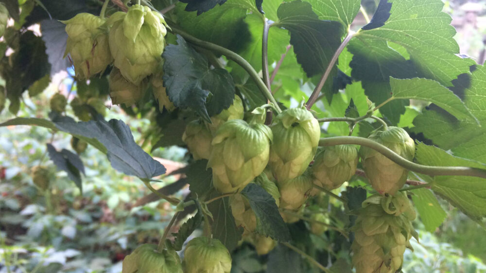 Katalyst Brewing Company