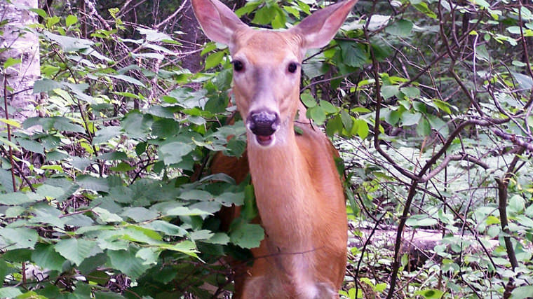 Arrowhead Provincial Park