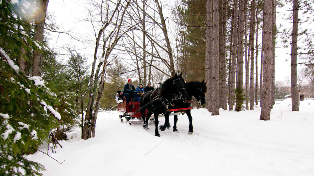 Take a Magical Sleigh Ride Through a Winter Wonderland