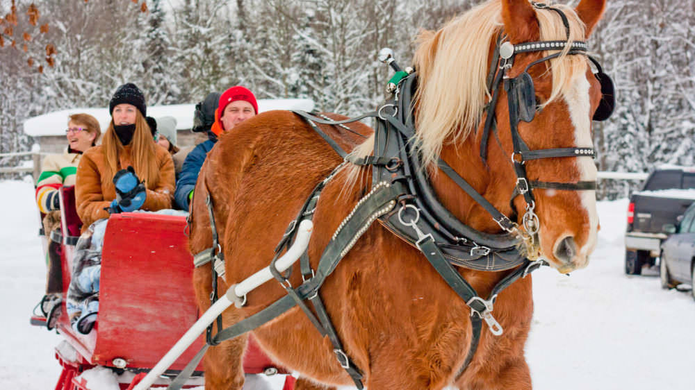 Take a Magical Sleigh Ride Through a Winter Wonderland
