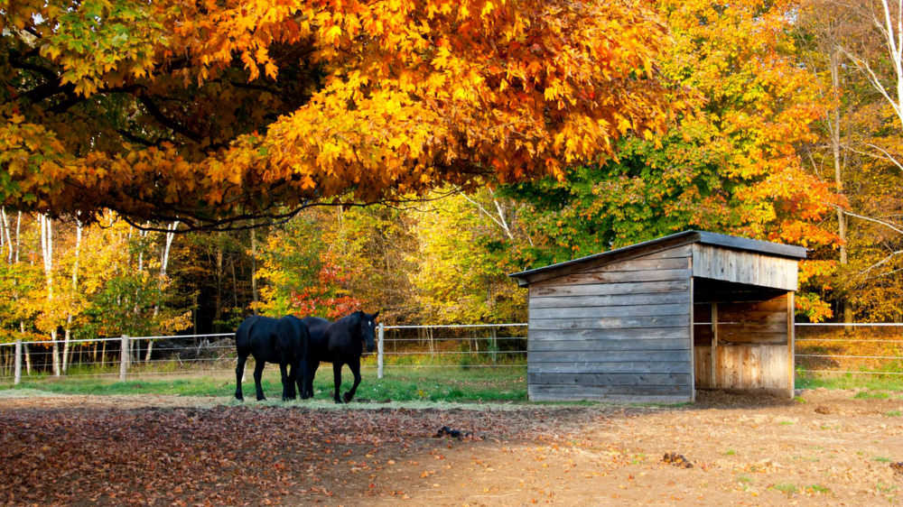 Back of Beyond Equine Centre