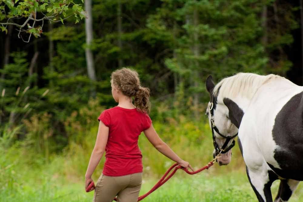 Back of Beyond Equine Centre