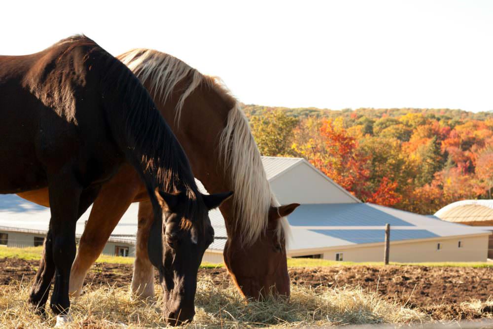 Back of Beyond Equine Centre