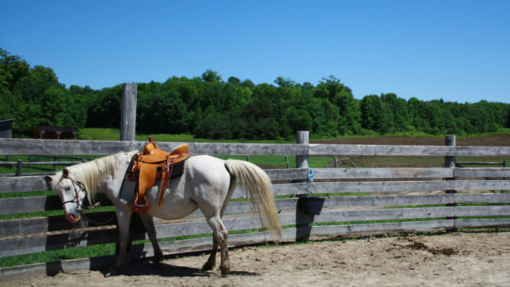 Winding Fences Farm