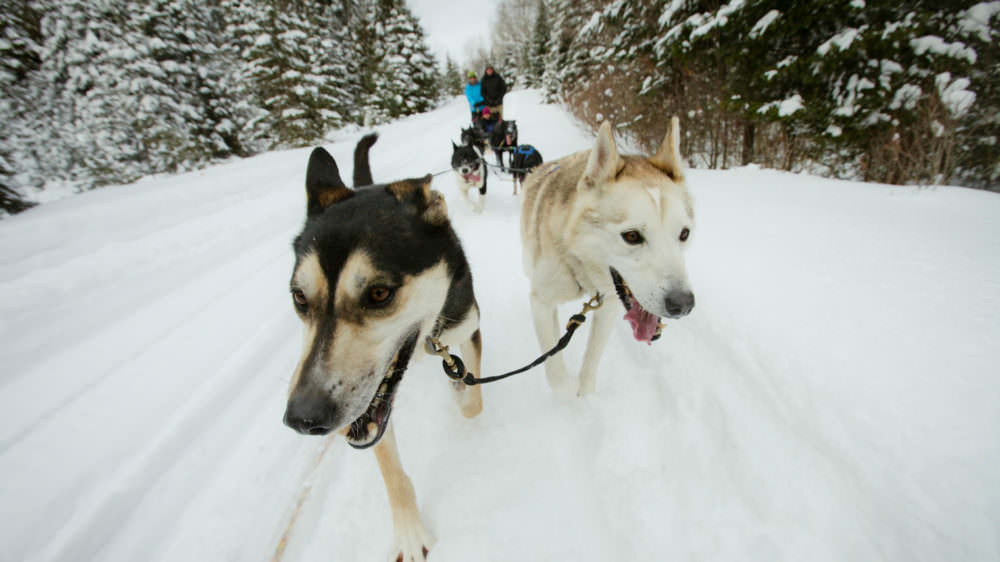Dog Sledding