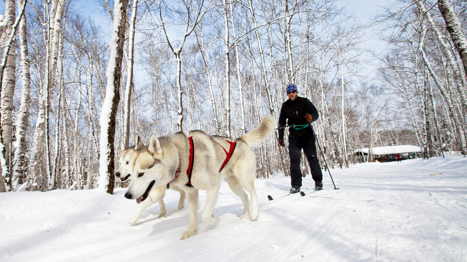 Skijoring