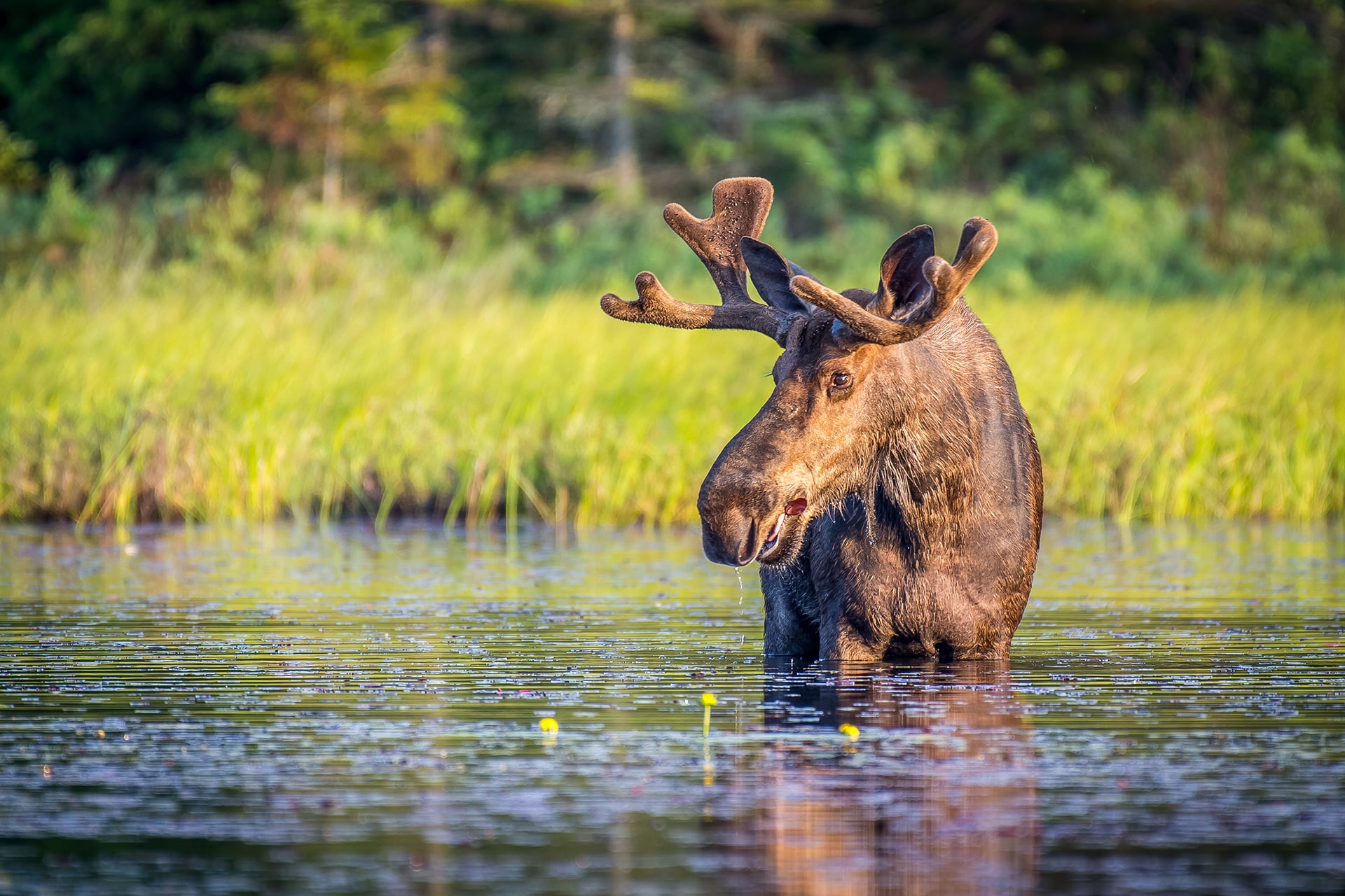 tourism muskoka