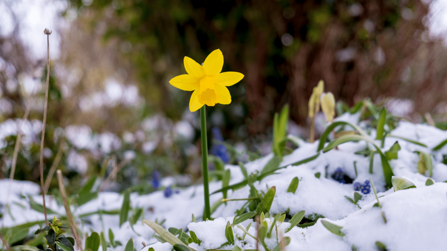 Our Favorite Methods to Welcome Springtime in Muskoka