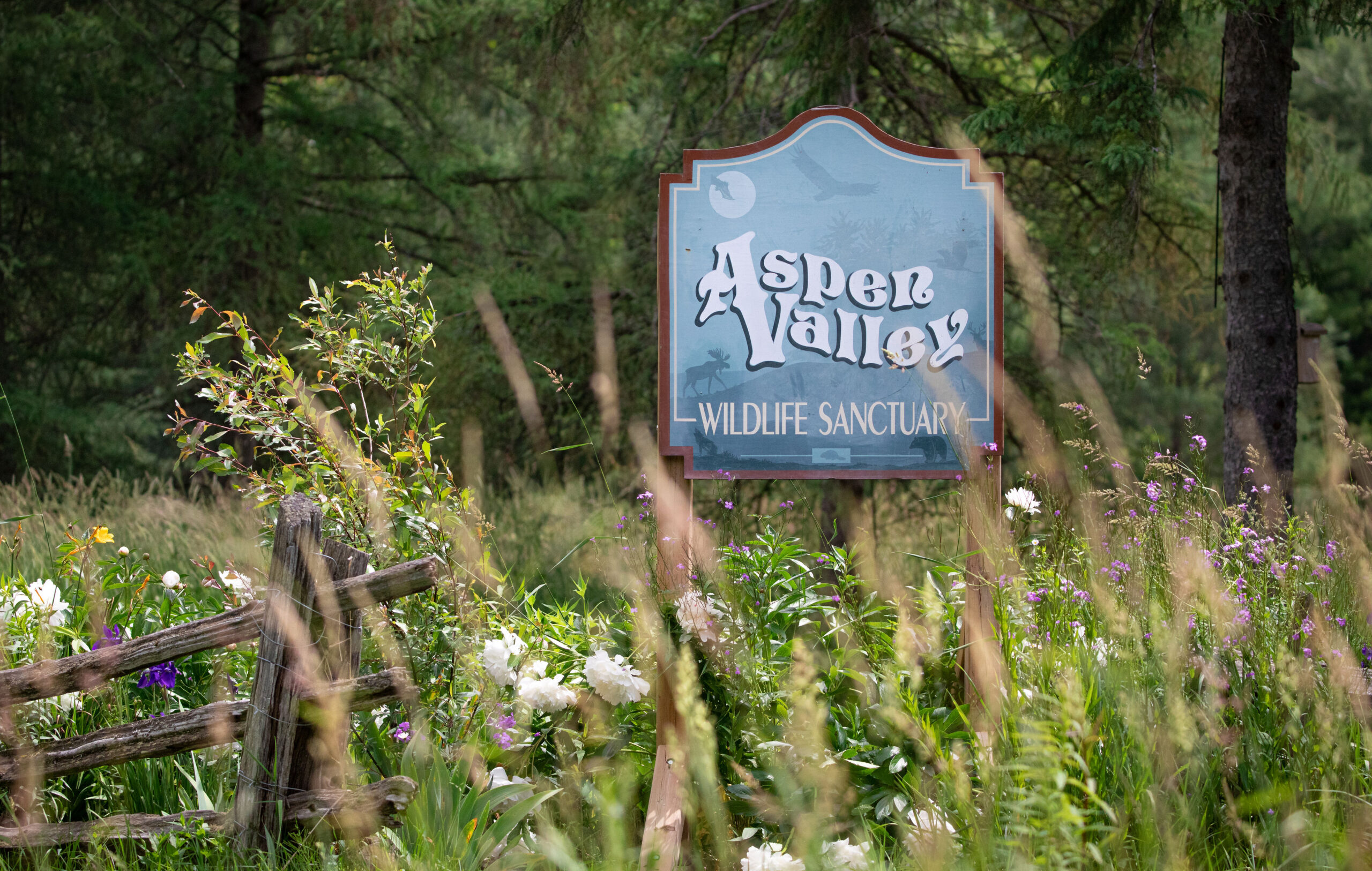 Tours de vida silvestre guiada en Aspen Valley: Descubra el banda salvaje de Muskoka Tours de vida silvestre guiada en Aspen Valley: Descubra el banda salvaje de Muskoka