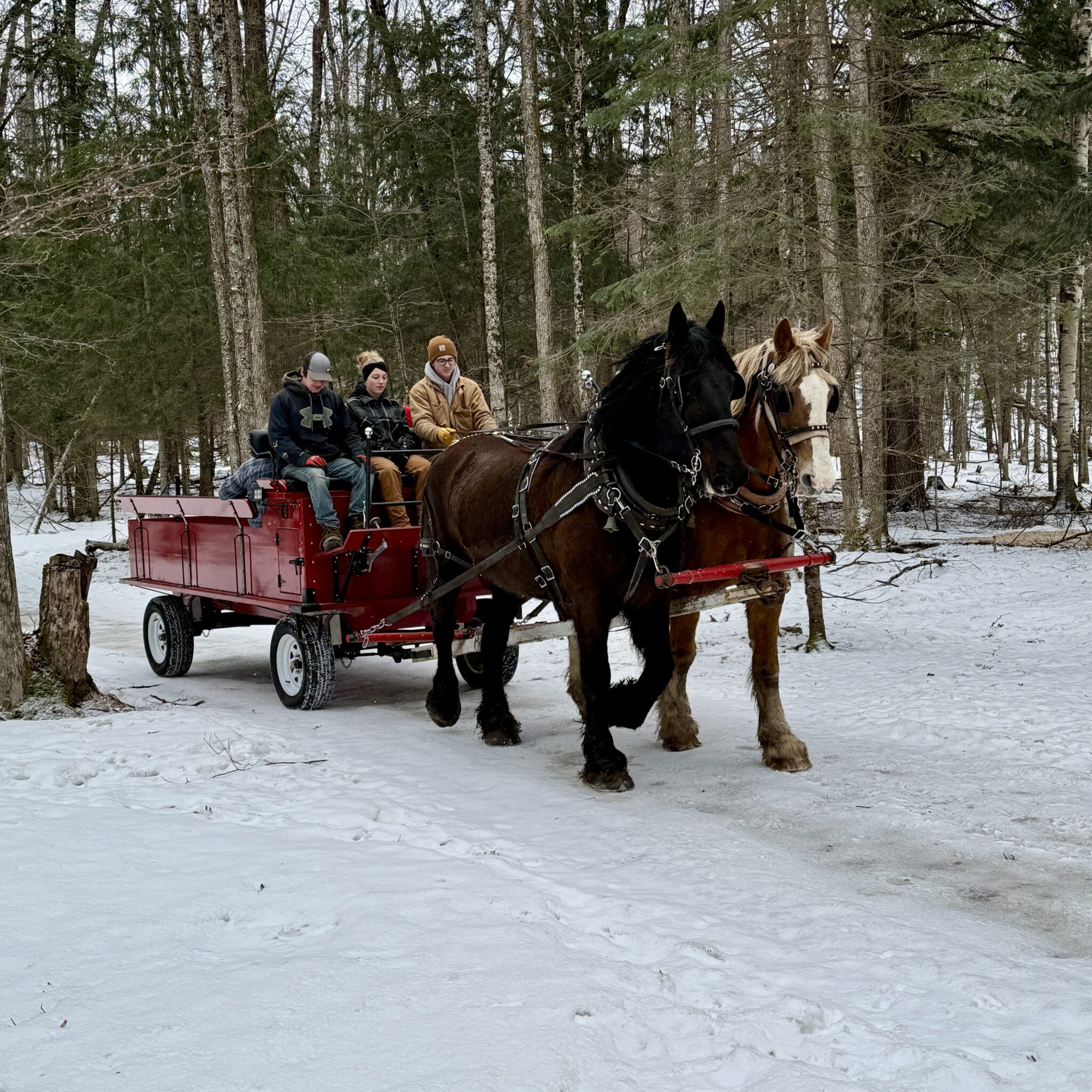 Maple in Muskoka